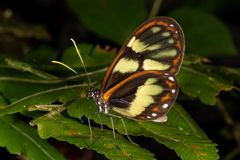 Zavaleta Glasflügelfalter (Godyris zavaleta matrionalis)