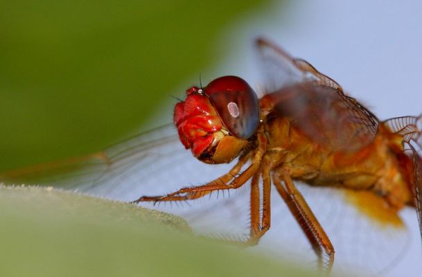 Z'avez vu mon nez rouge?!