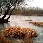 ZAYANDE ROOD(The River)