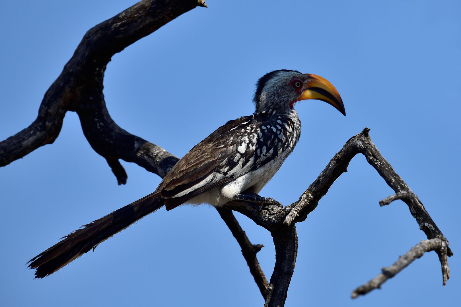 Zazu Foto & Bild world, natur, afrika Bilder auf