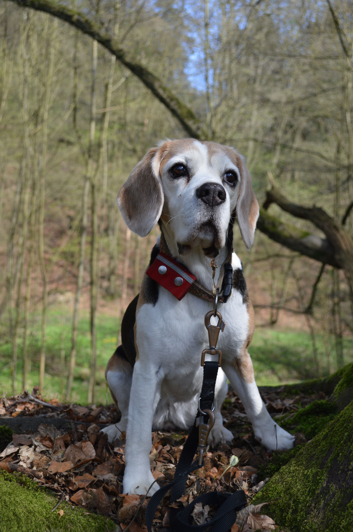 Zea im Wald