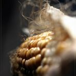 "Zea mays"