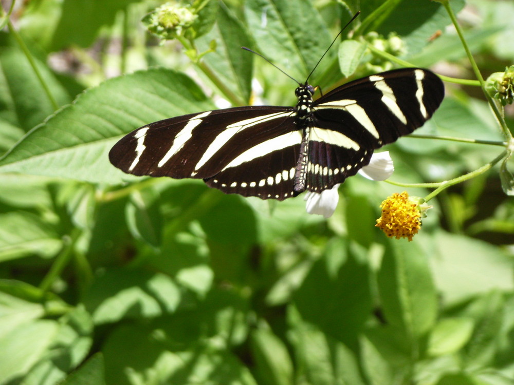 Zebara Schmetterling