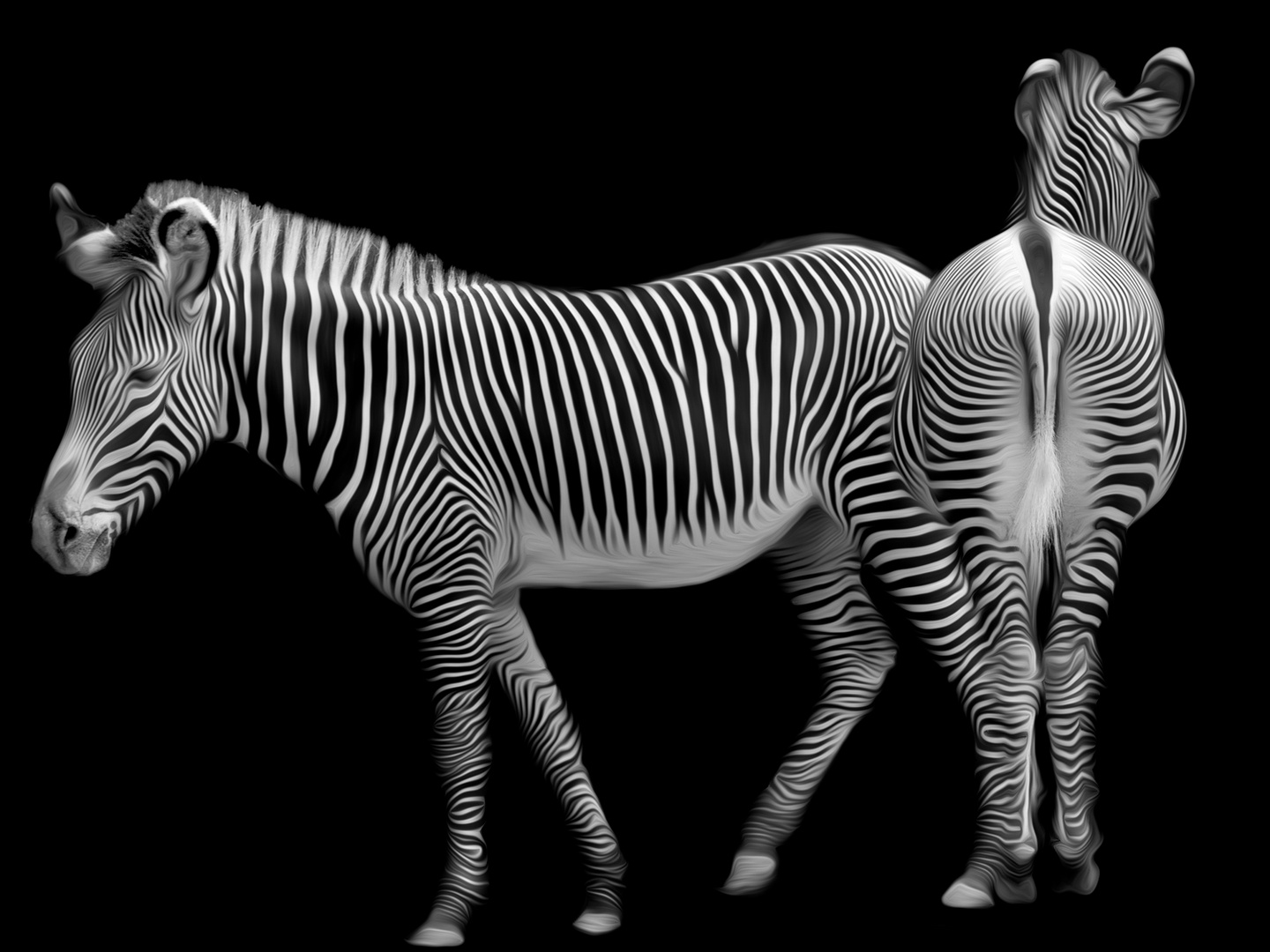 zebra-03