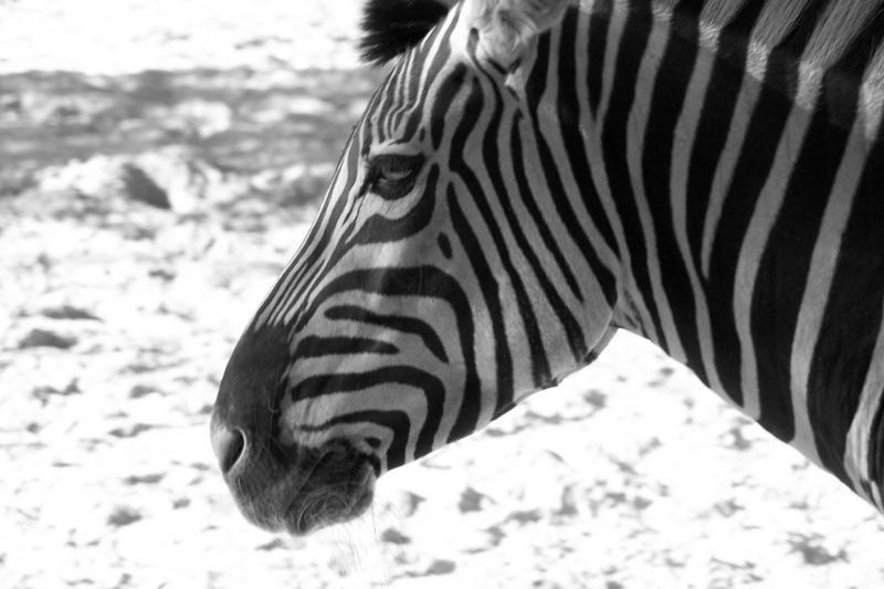 Zebra