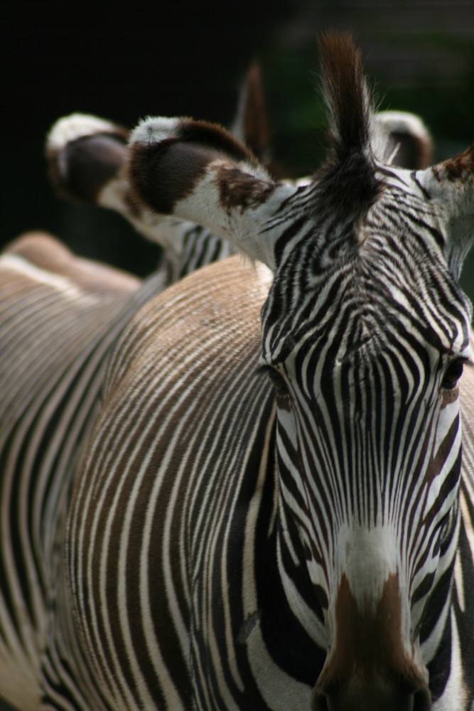 Zebra