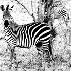 :: zebra ::