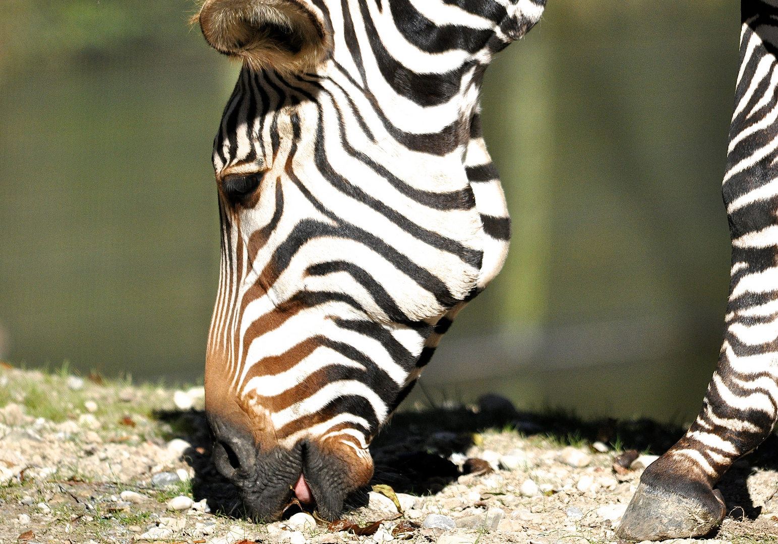 Zebra