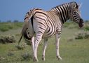 Zebra von Anja Birmili