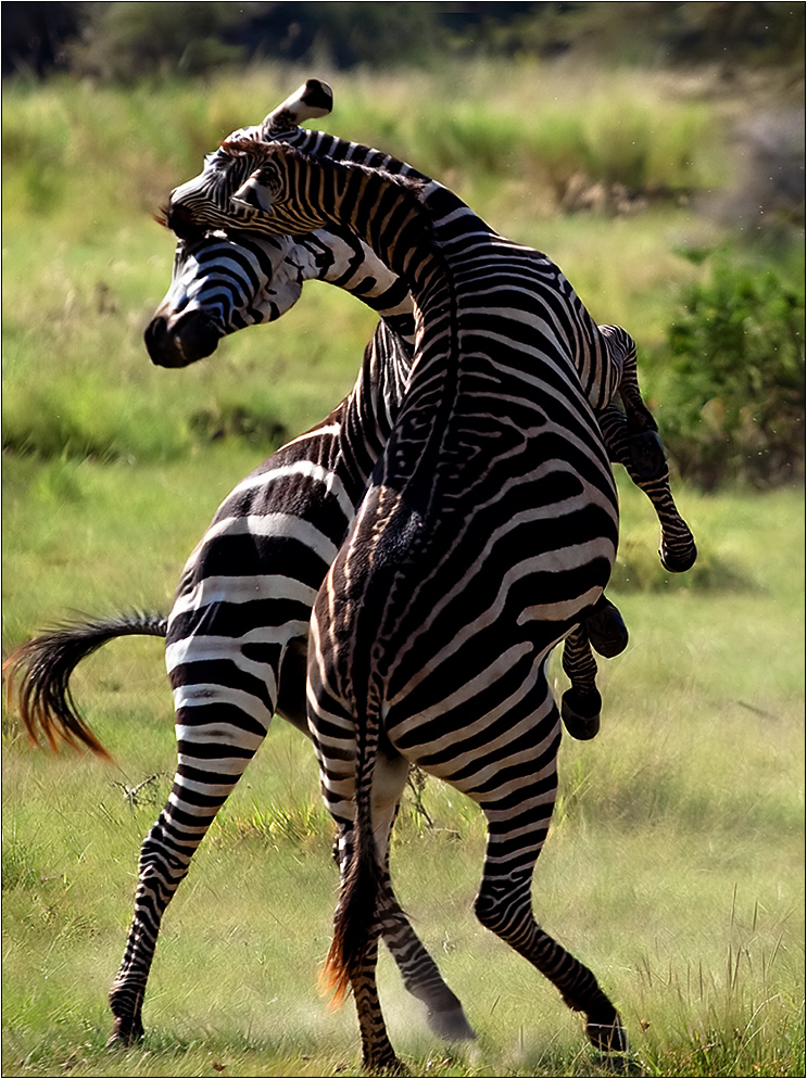 / / / / ZEBRA / / / /