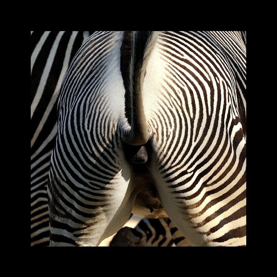 Zebra [09]