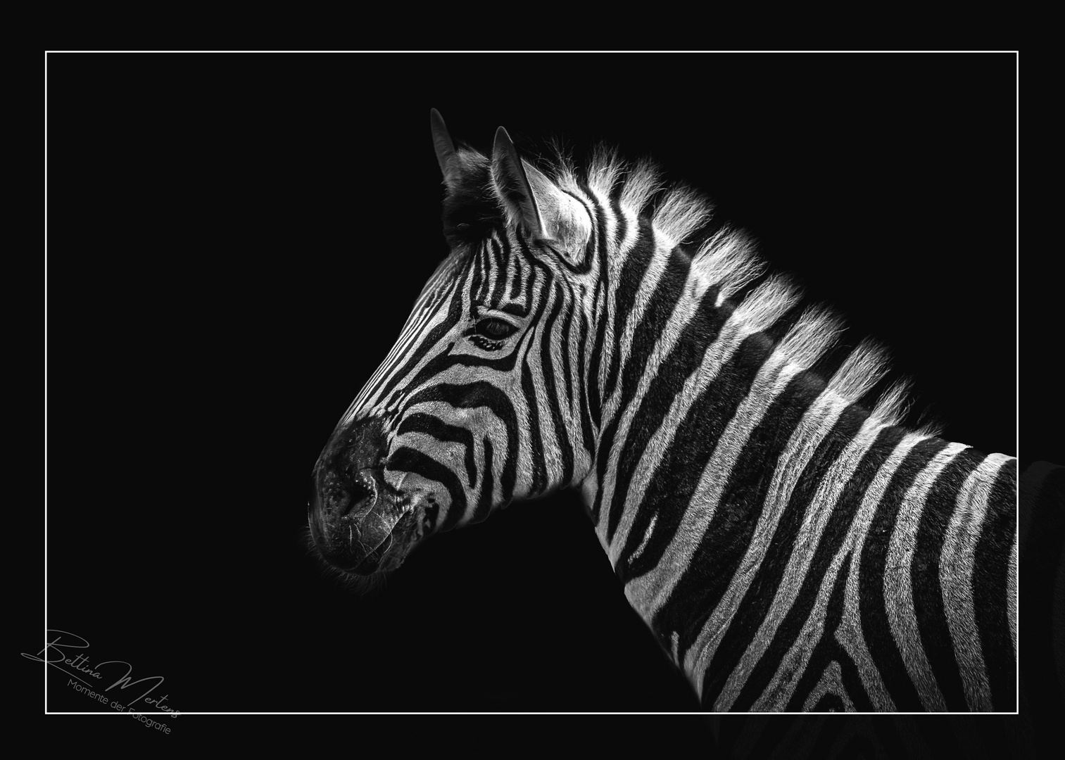 Zebra