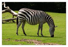 Zebra