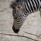 Zebra......