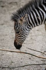 Zebra......