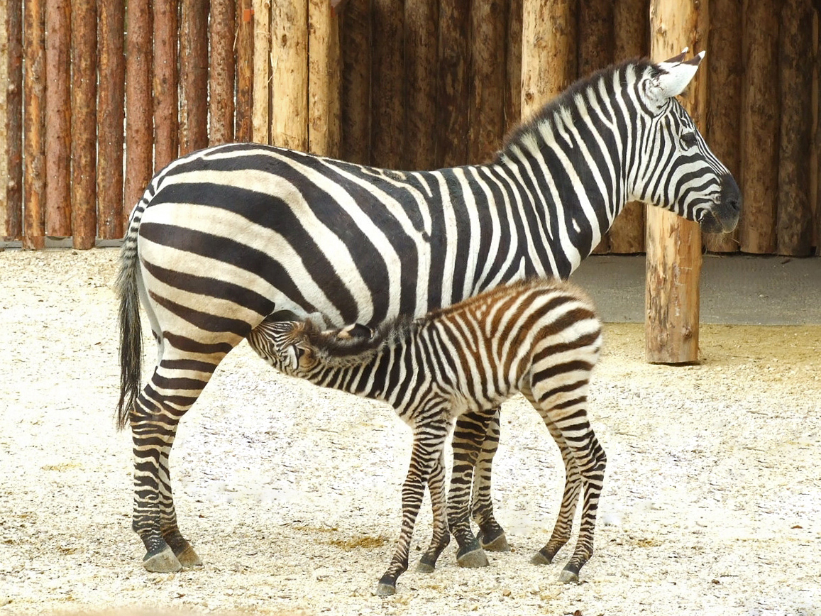 Zebra