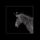 Zebra (1)