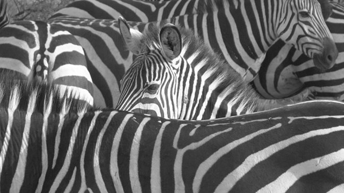 ZEBRA / 1