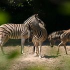 Zebra #1