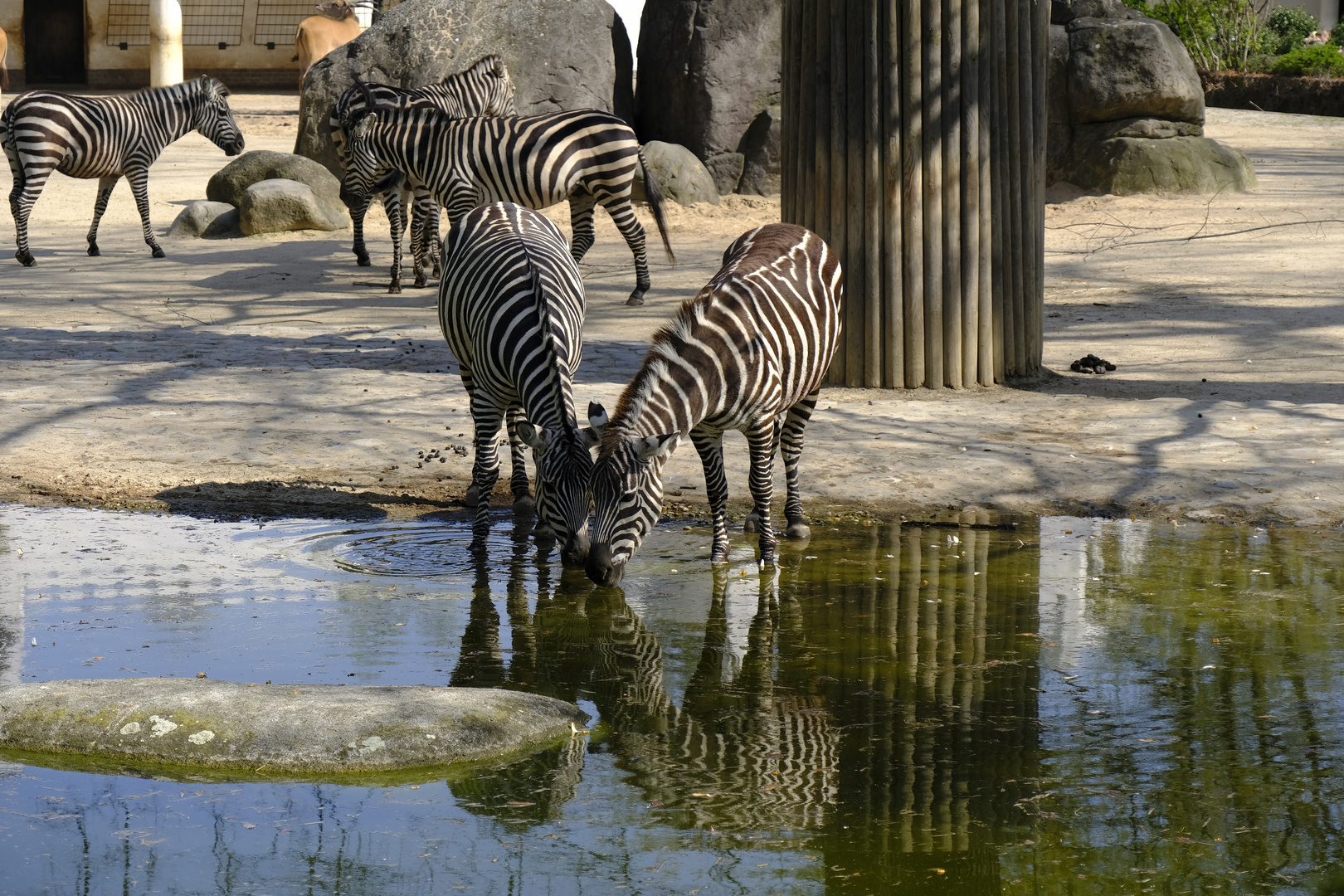 Zebra 1