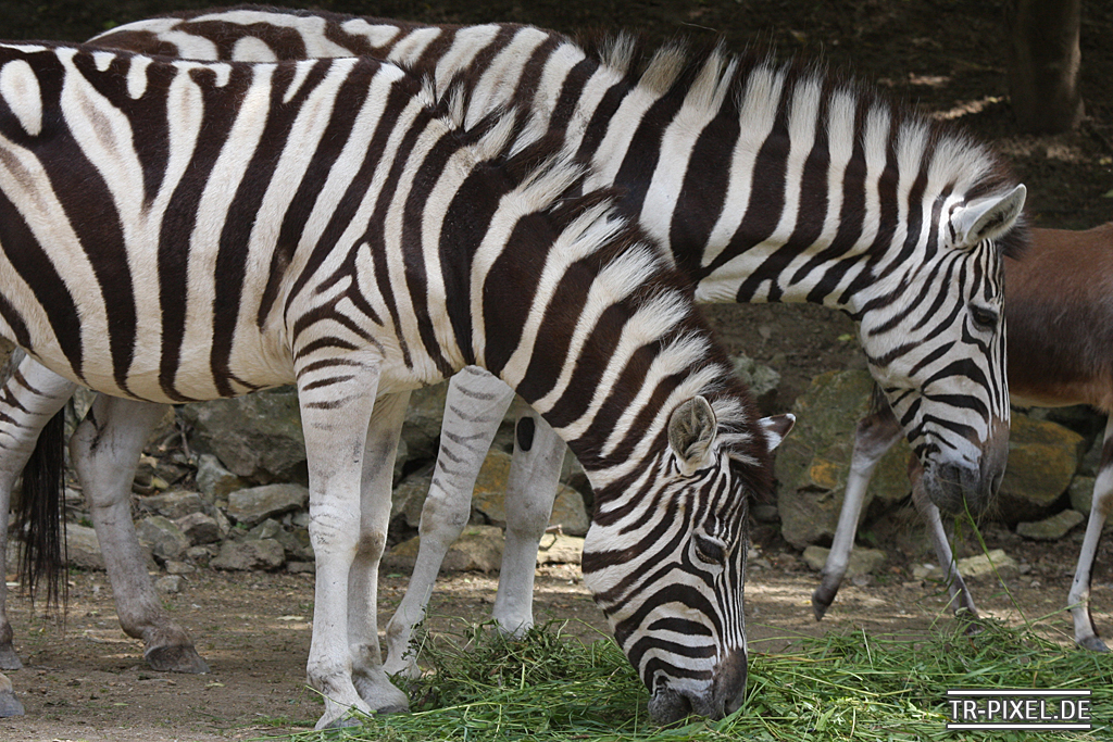 Zebra