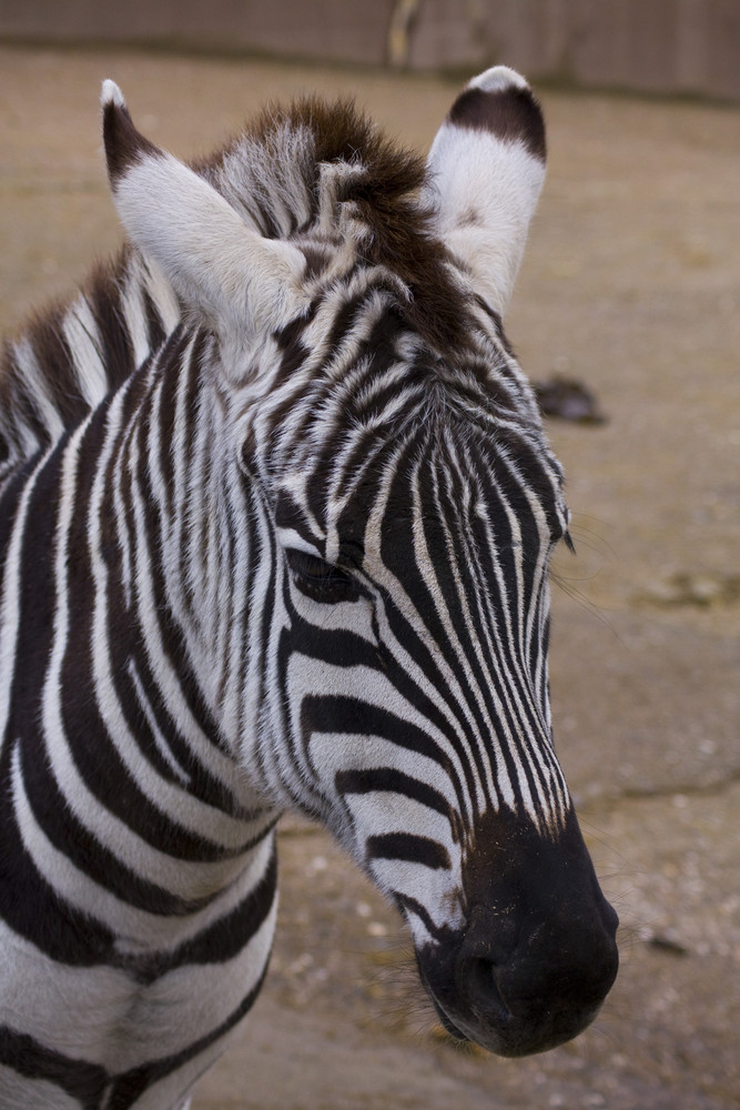 Zebra