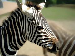 Zebra