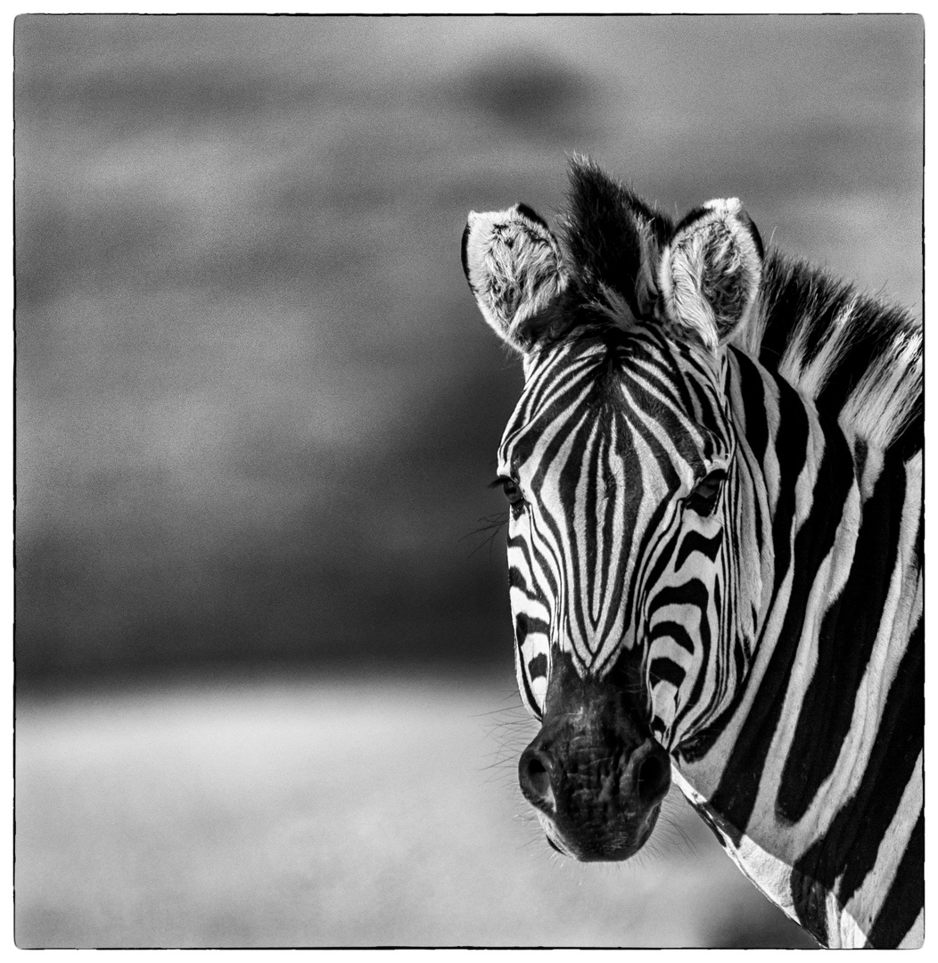 Zebra