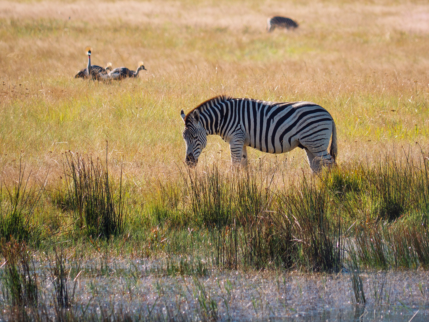 Zebra