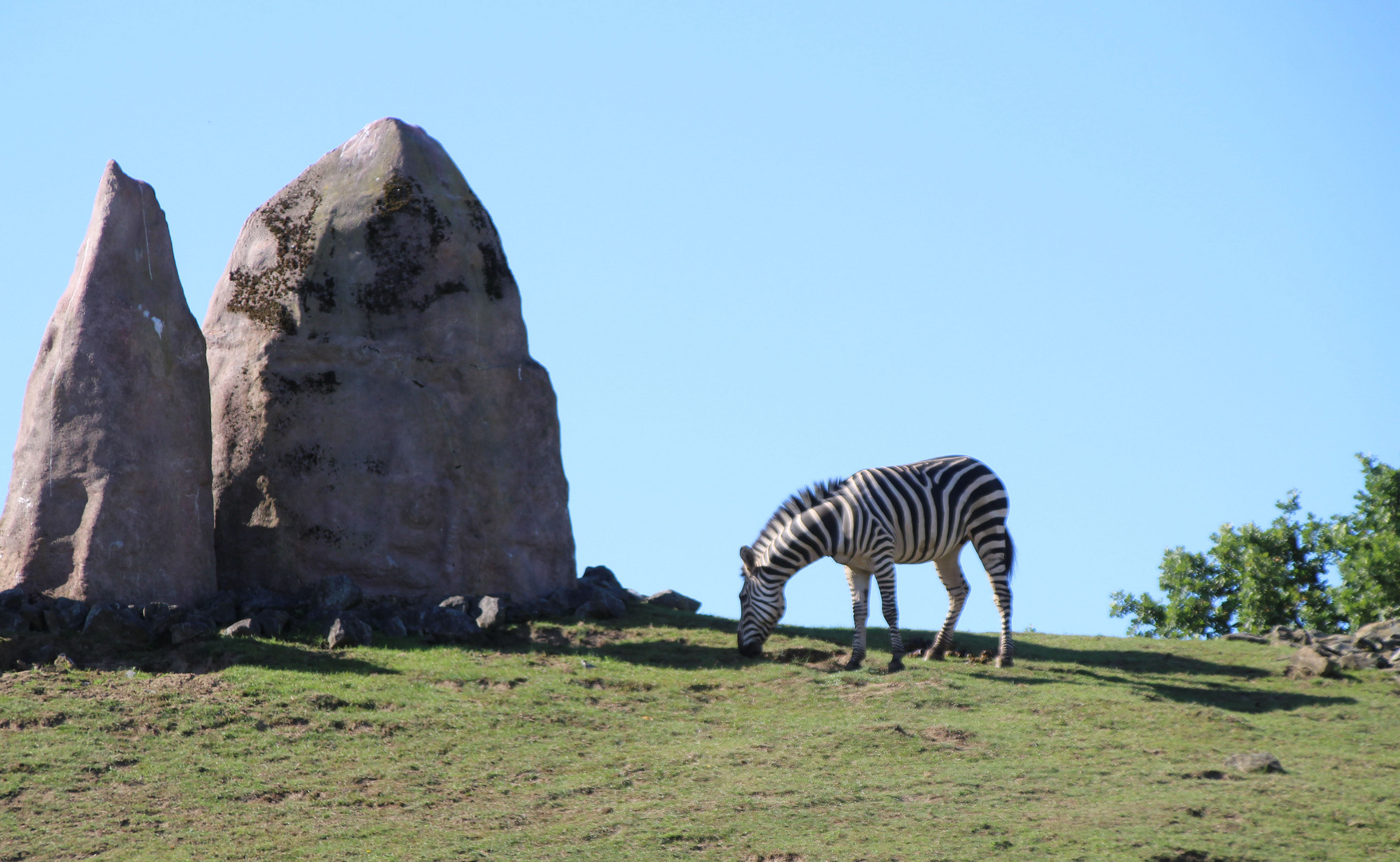 zebra