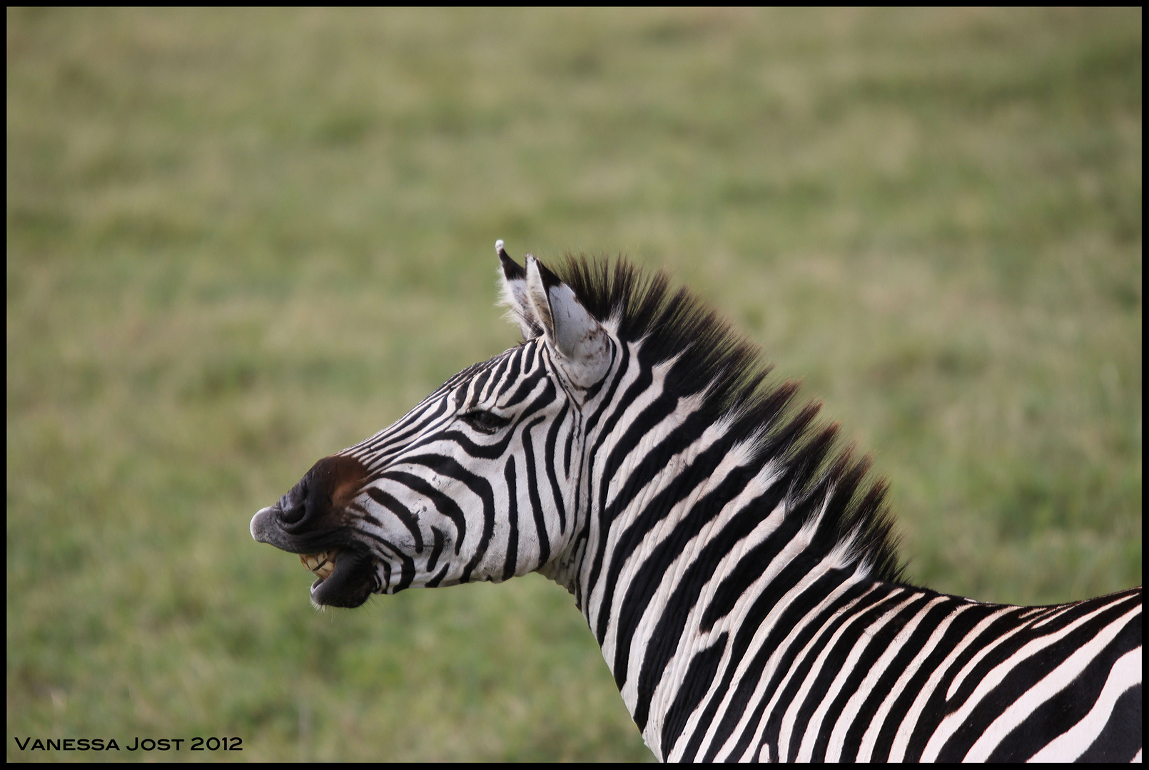 Zebra