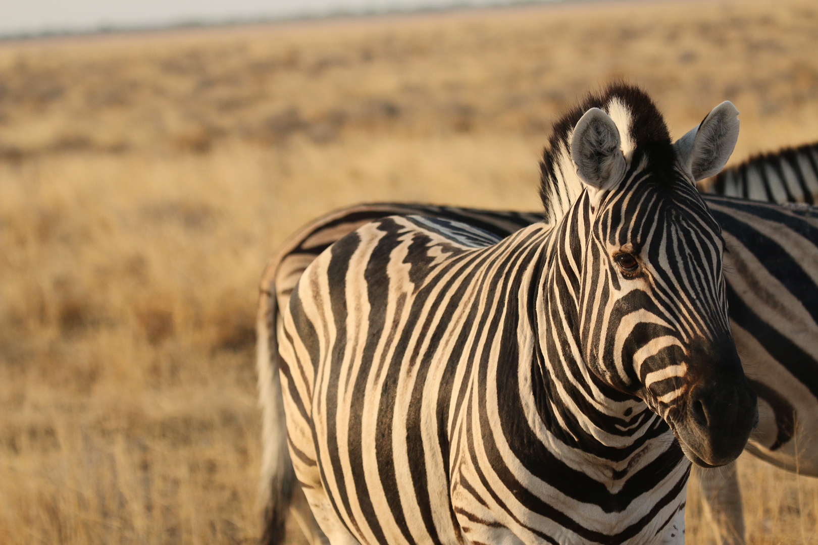 Zebra