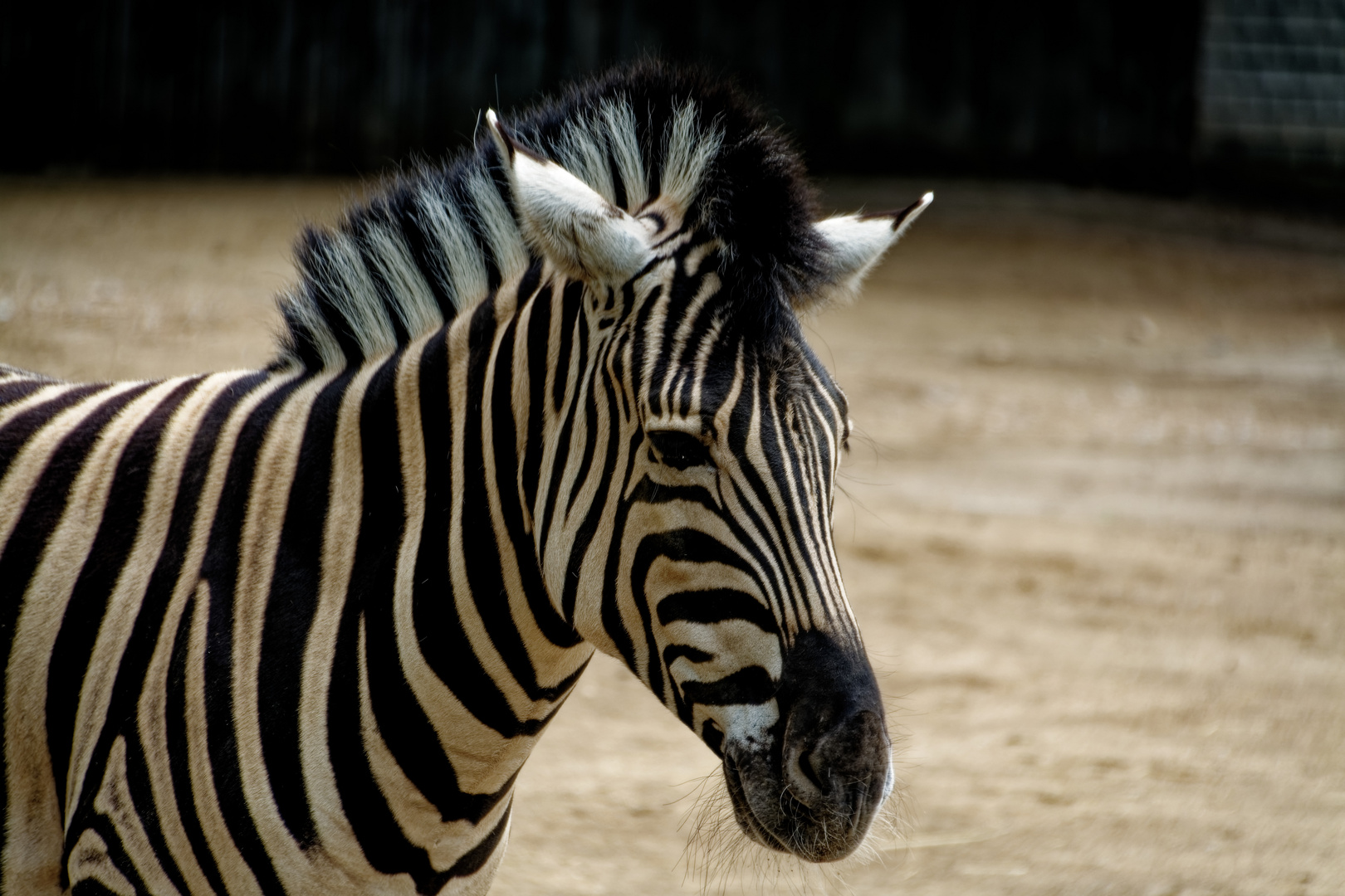 Zebra