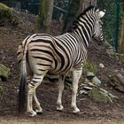 Zebra 