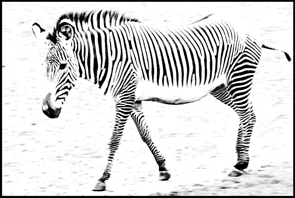 Zebra