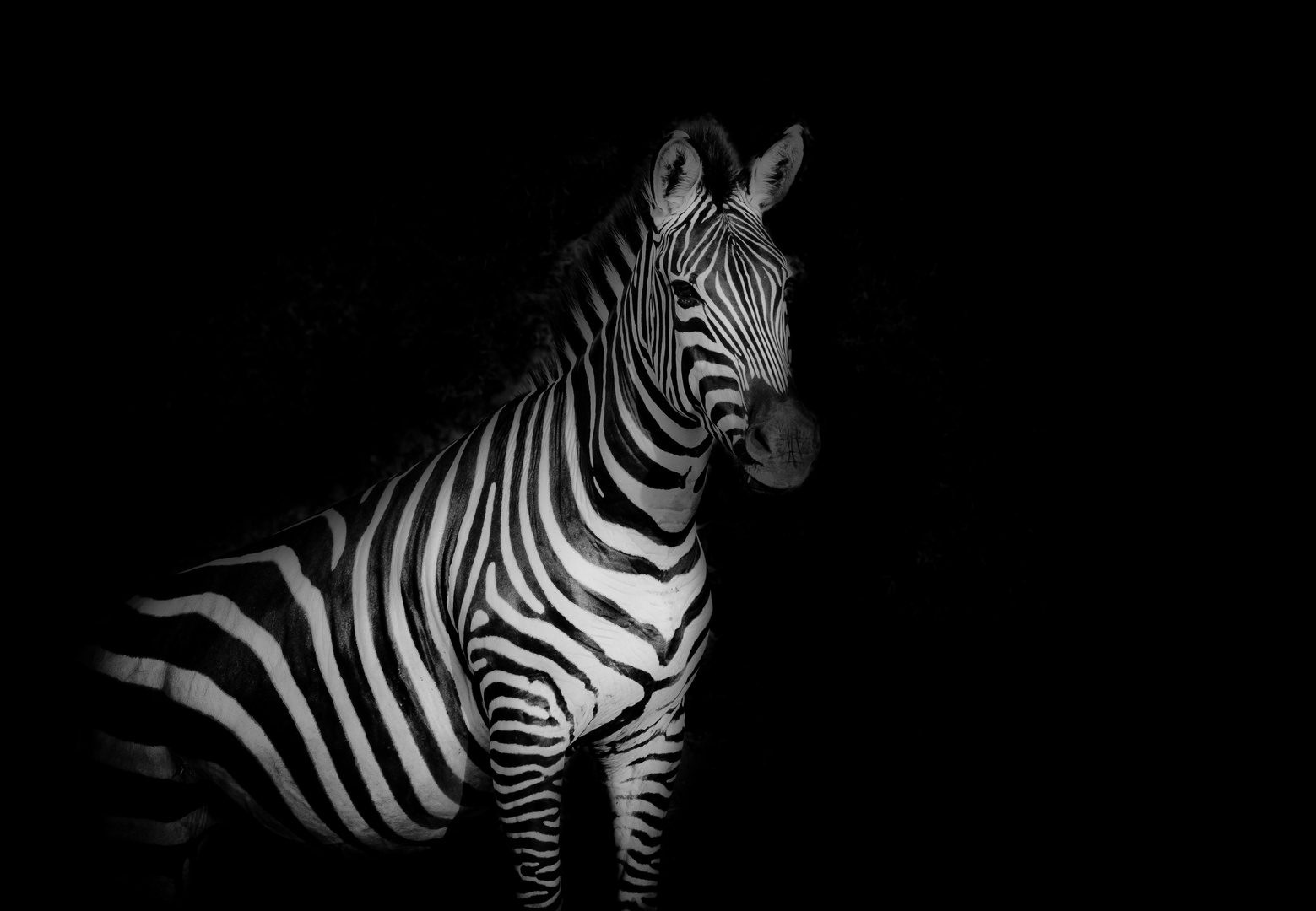 zebra