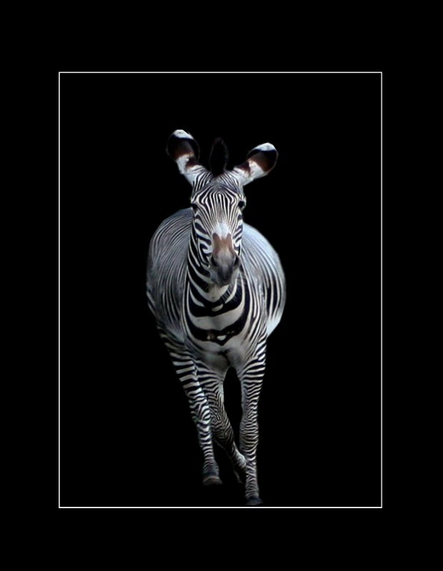 Zebra (2)