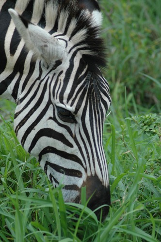 Zebra 2