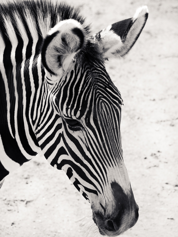 Zebra (2)