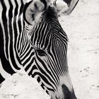 Zebra (2)