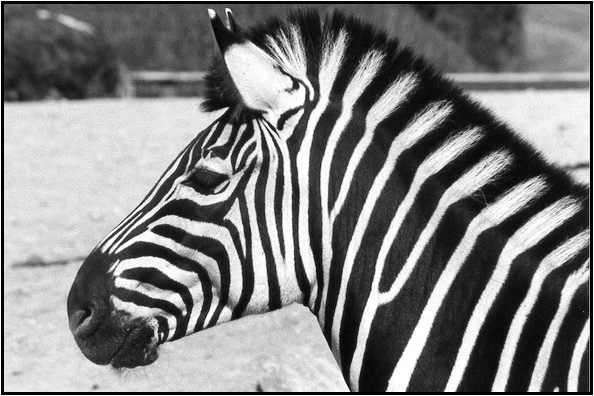 Zebra 2