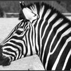 Zebra 2