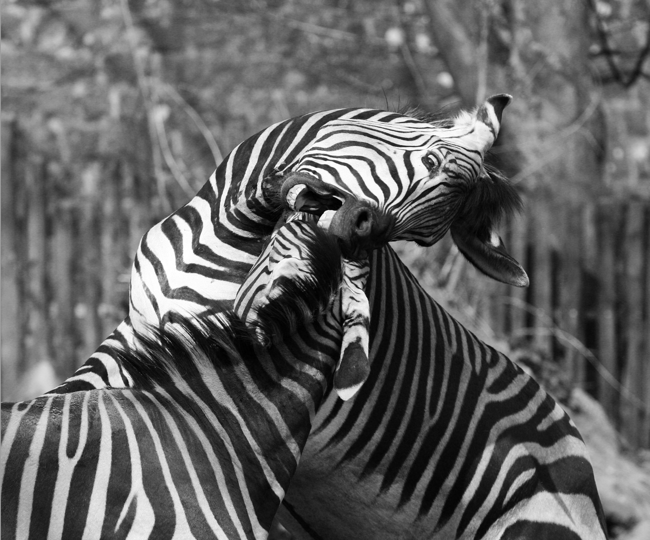 Zebra 2