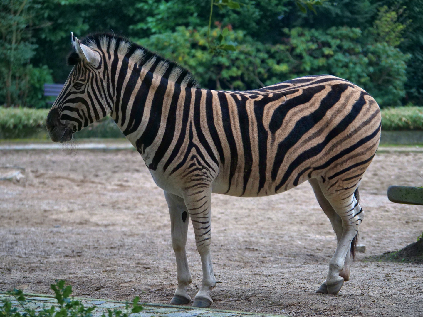 Zebra 2