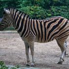 Zebra 2