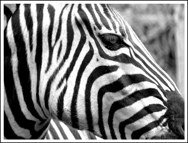 Zebra - 2