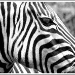 Zebra - 2