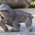 zebra 2