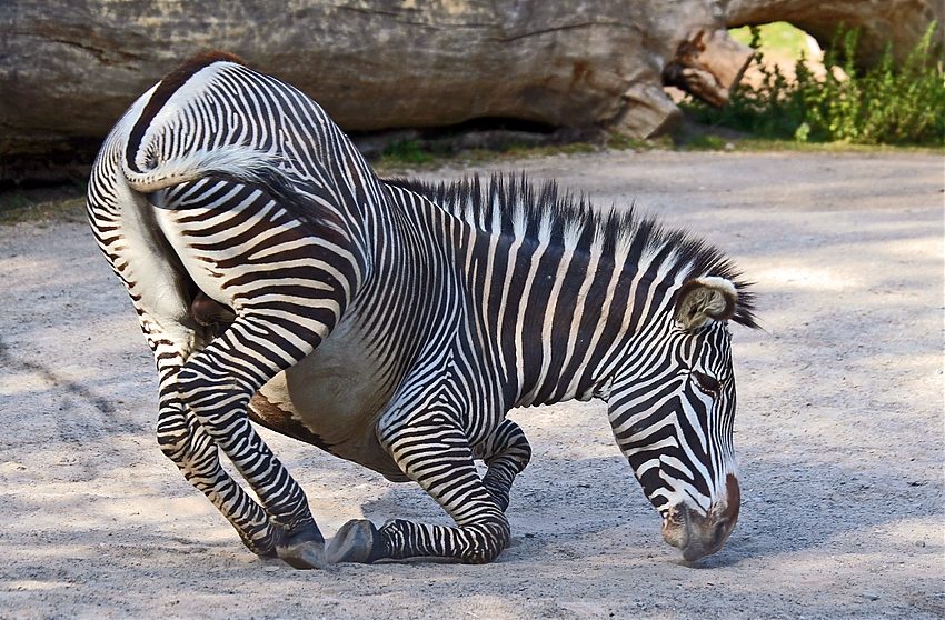 zebra 2