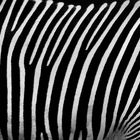 zebra 2